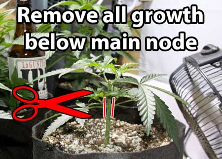topped-plant-where-to-cut-sm.jpg