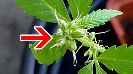 This "male" cannabis plant with pistils is actually a hermaphrodite (hermie) marijuana plant