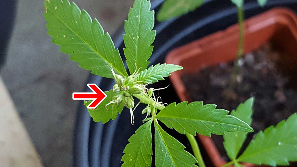 Male Plants, Hermies & Bananas | Grow Weed Easy