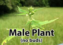 Male marijuana plant