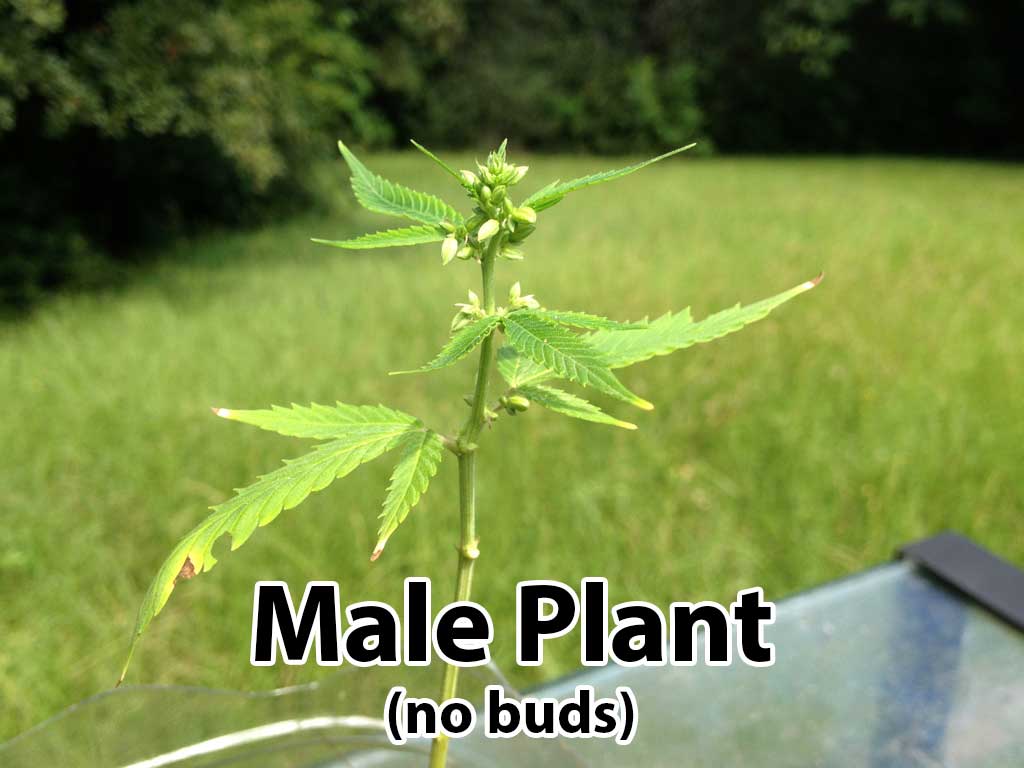 Variability of cannabis plant gender - is a seed male or female from birth?...
