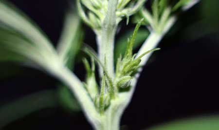 A single pollen sac pre-flower on a male marijuana plant
