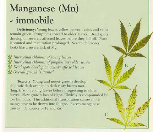 manganese deficiency marijuana cannabis deficiencies plant plants problems too leaf weed iron guide ph information yellowing easy diagnose learning stunted