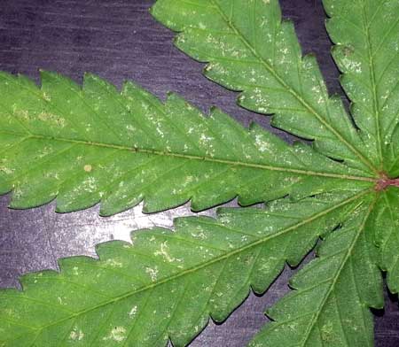 marijuana-leaf-closeup-thrip-damage-sm.j