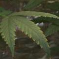 This cannabis leaf is showing signs of a calcium deficiency