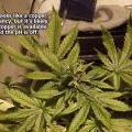 A close up of a cannabis plant that is showing signs of a copper deficiency with dark, twisted leaves