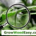This marijuana plants has been fed too much nitrogen