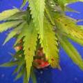 Manganese marijuana deficiency looks like this