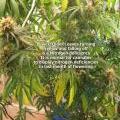 This cannabis plant has a nitrogren deficiency shown by the yellowing of the lower, older leaves