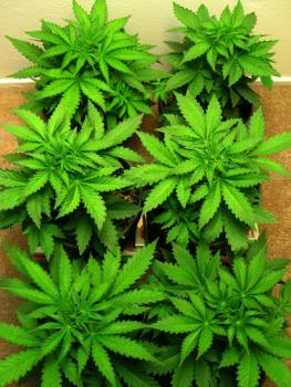 Cannabis plants grown under CFL grow lights