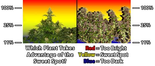 A diagram demonstrating the idea of a "sweet spot" for cannabis grow lights