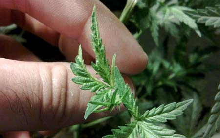 Fern-like growth on a young marijuana plant with mosaic virus