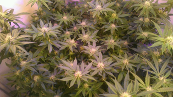 This Marijuana plant was growing using several of the growth methods in theis article under CFLs and LEDs. Notice how she has DOZENS of bud signs in a flat plane that's easily covered by the grow lights