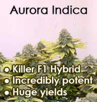Aurora Indica and many other strains can be found at Nirvana Seedbank. They ship pretty much everywhere in the world (except Australia, I'm still searching for a seedbank for the land down under ):