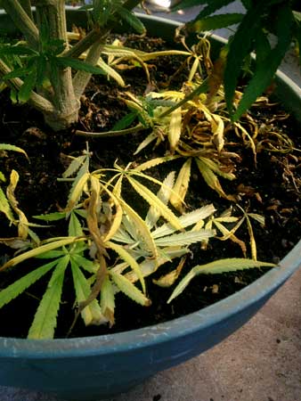 A cannabis plant losing leaves to lack of nitrogen