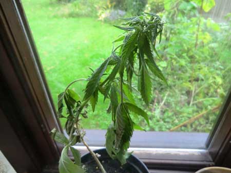 Marijuana plant drooping - no drainage caused this