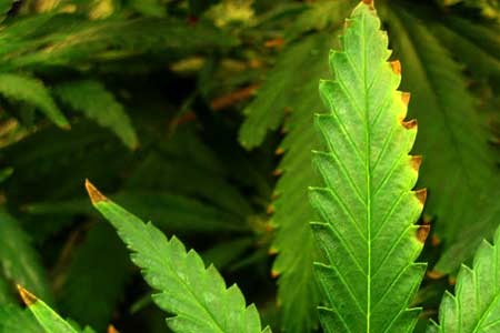 Nutrient burn can also occur on the serrated edges of a cannabis leaf, not just the tips