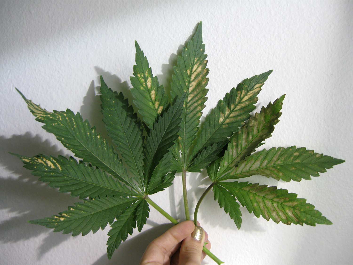 incorrect-ph-cannabis.jpg