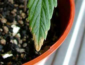 This seedling shows burnt tips - a sign of cannabis nutrient burn
