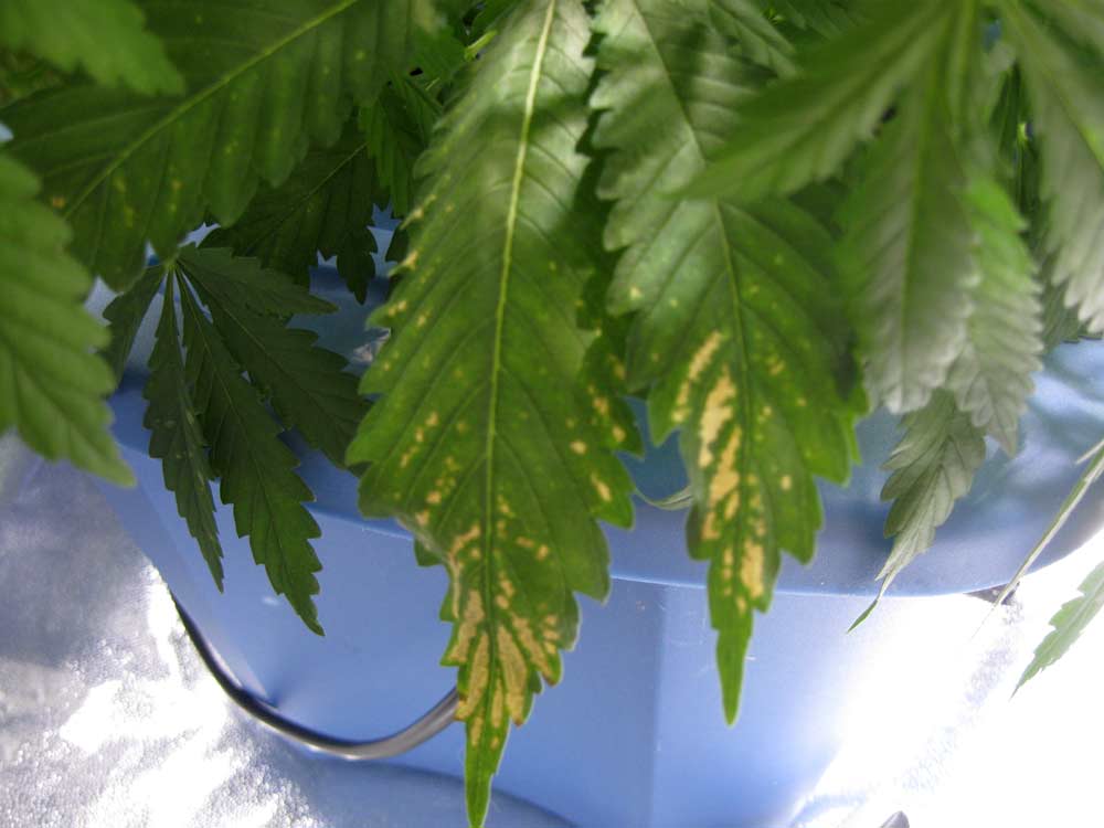 pH Fluctuations | Grow Weed Easy