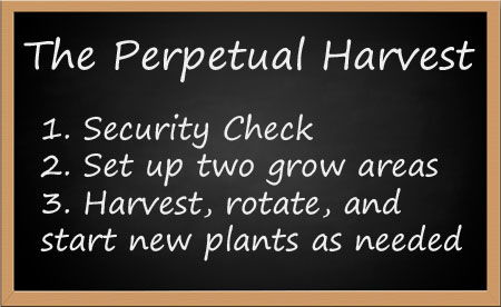 The Perpetual Harvest in steps.