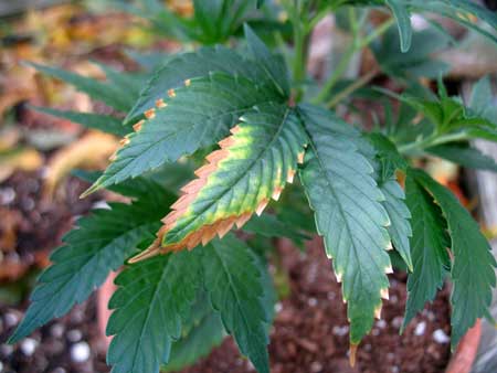 Yellow leaves with brown edges and tips are the signs of a weed potassium deficiency