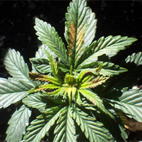 boron-deficiency-cannabis.jpg