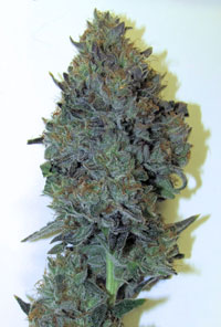A gorgerous marijuana cola covered in trichomes and resin - click for closeup!
