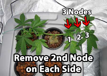 remove-2nd-node-each-side-cannabis-manif