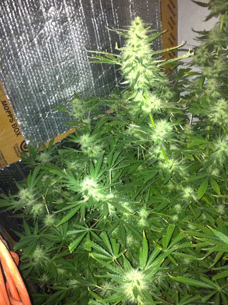 Flowering cannabis plant