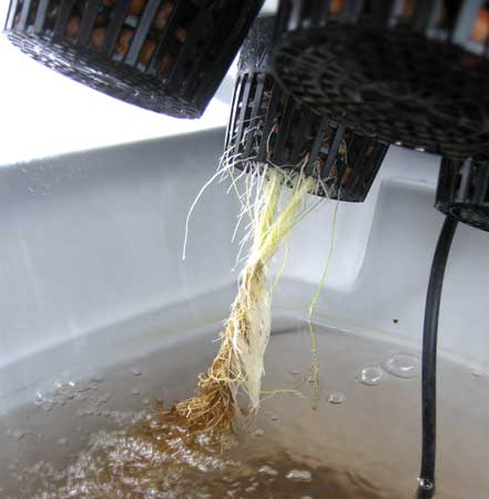 A marijuana plant in hydro suffering from root rot (notice the brown roots)