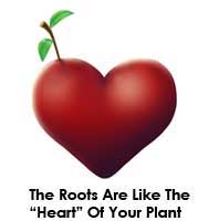 The roots are the "heart" of your cannabis plant