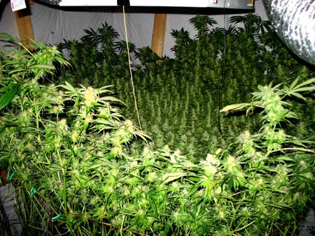 This grower uses CO2 to increase yields