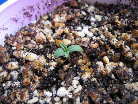 Seedling in coco coir potting mix