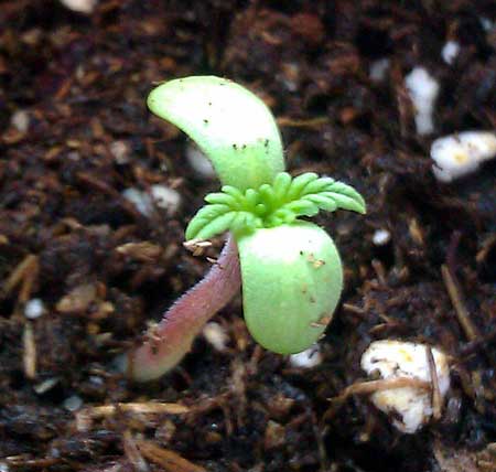 Baby seedling in soil