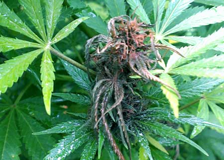A cannabis bud suffering from Botrytis bud rot