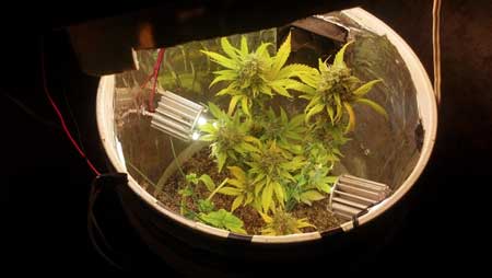 Look inside a cannabis space bucket
