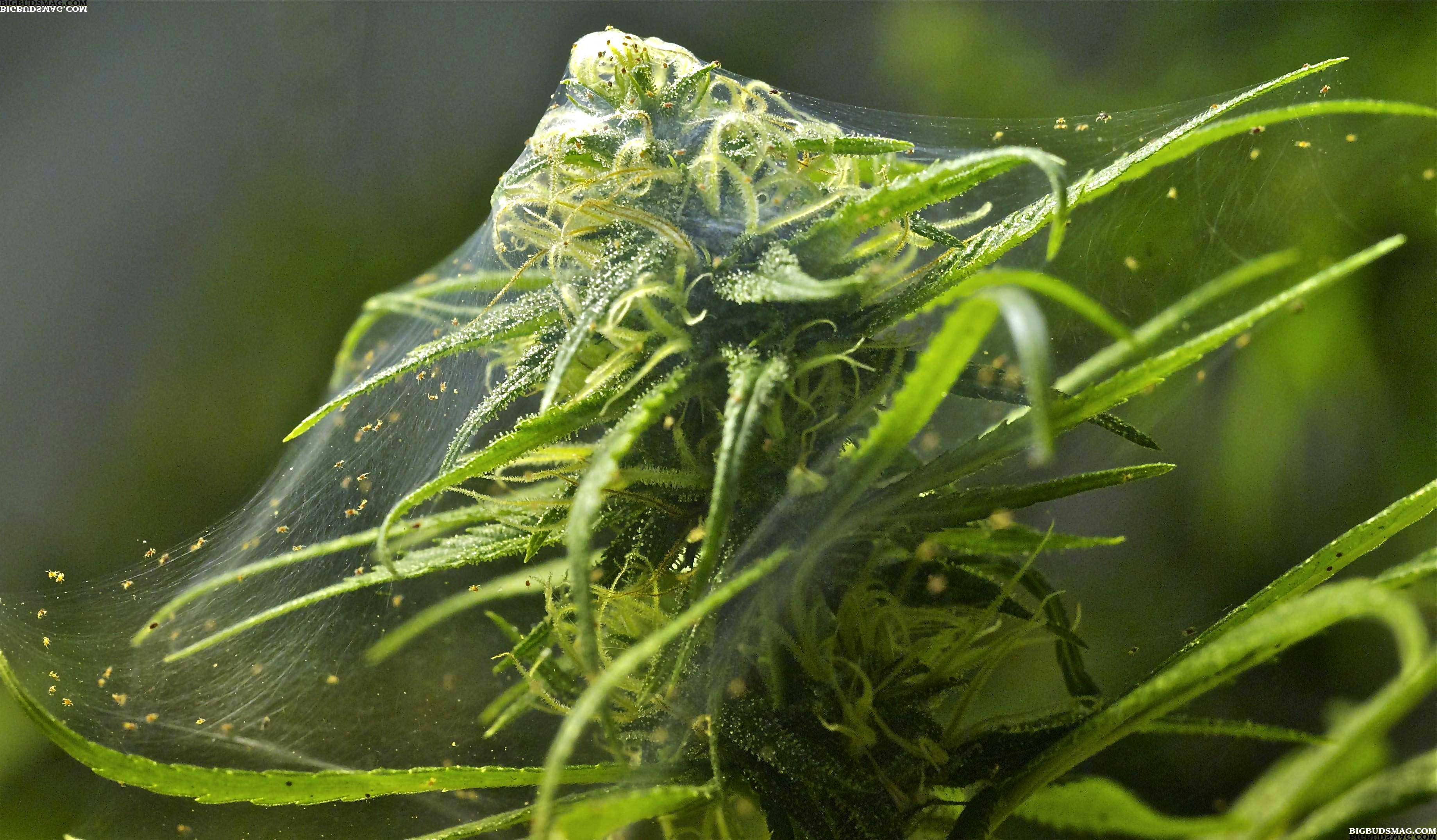 spider-mite-cannabis-webbing.jpg