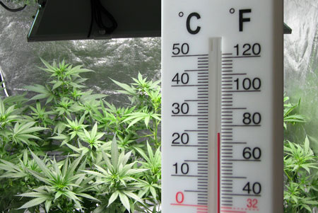 Keep a comfortable "human temperature" in the grow room, and your marijuana plants will be happy too