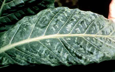 This tobacco leaf shows an example of the leaf symptoms caused by tobacco mosaic virus