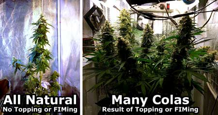 Topping & FIMing vs natural growth patterns