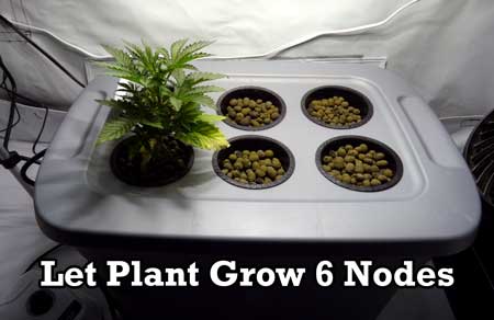 topping-let-grow-6-nodes-sm.jpg