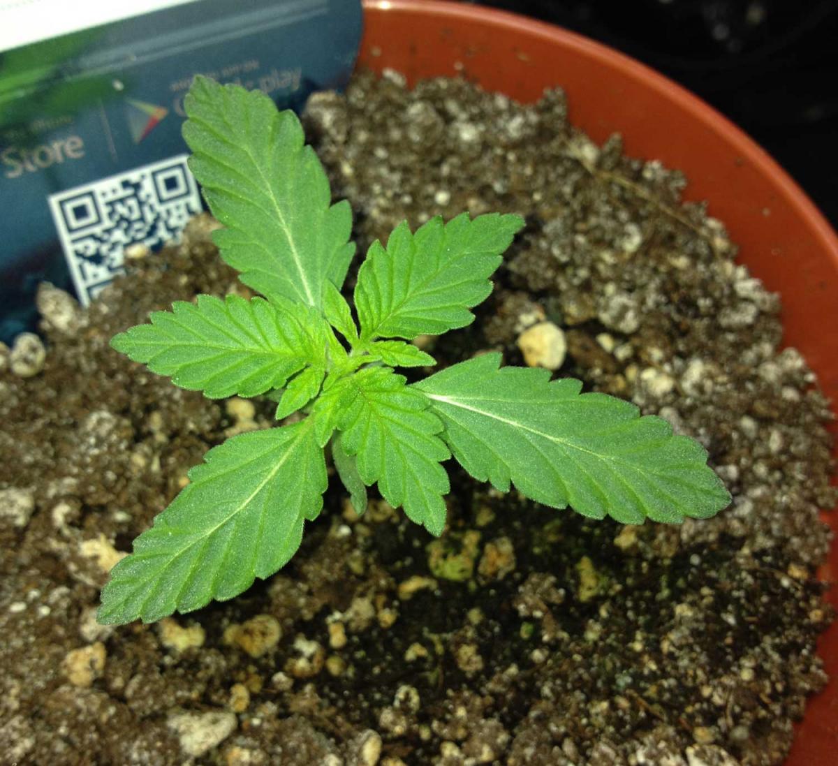 tri-leaf-cannabis.jpg
