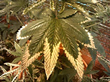 Extreme case of marijuana nutrient burn 