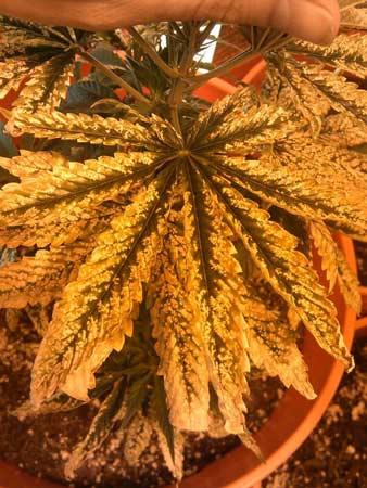 Severe case of marijuana nutrient burn (way too many nutrients were given to the plant)
