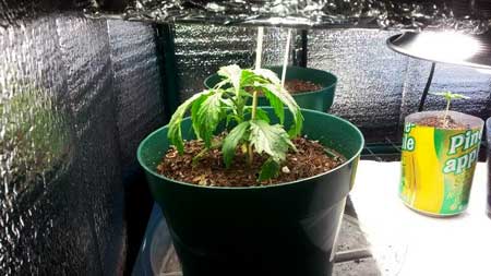 Underwatered cannabis seedling