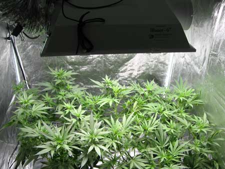Vegetating cannabis plants under a 600w MH grow light
