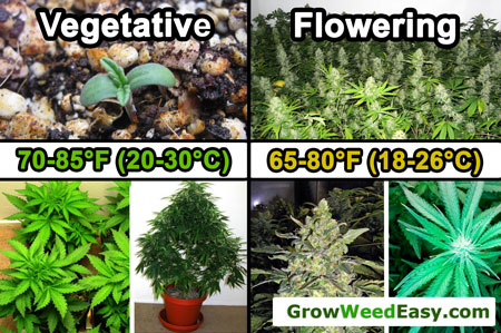 Optimal temperature for growing marijuana - click to see a large resolution version of this temperature chart!