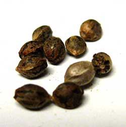 Viable cannabis seeds - Picture