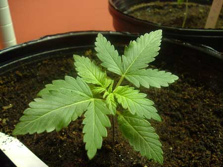 cultivar marihuana en macetas grandes